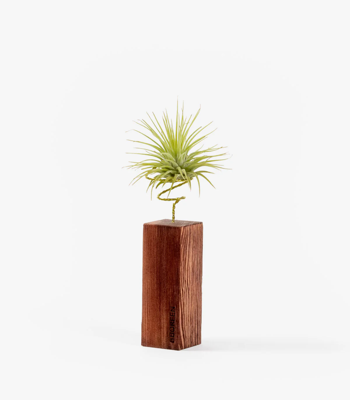 Planta De Aire Tillandsia Scaposa Con Listón De Madera 10cm
