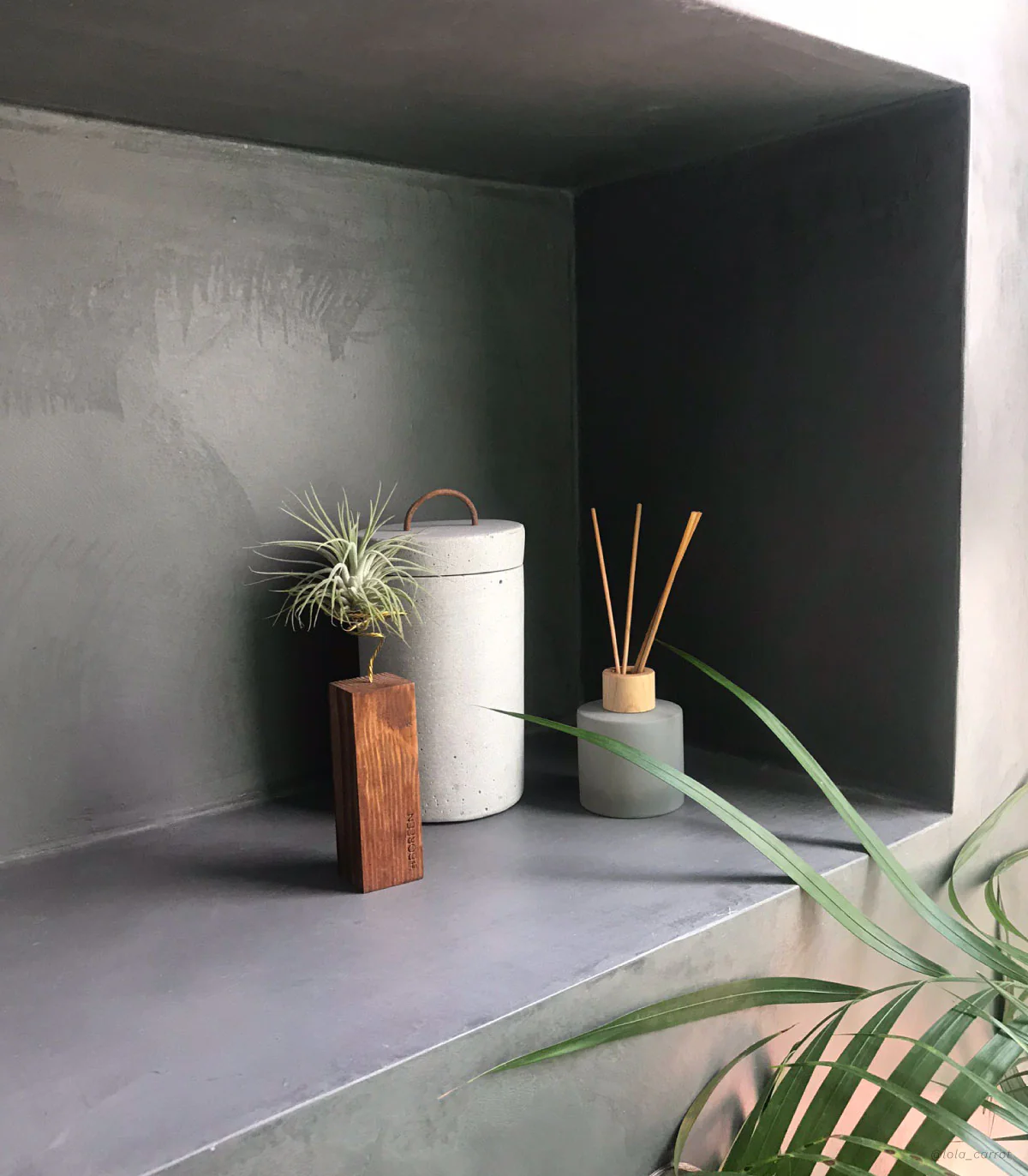 Planta De Aire Tillandsia Scaposa Con Listón De Madera 10cm - Image 2