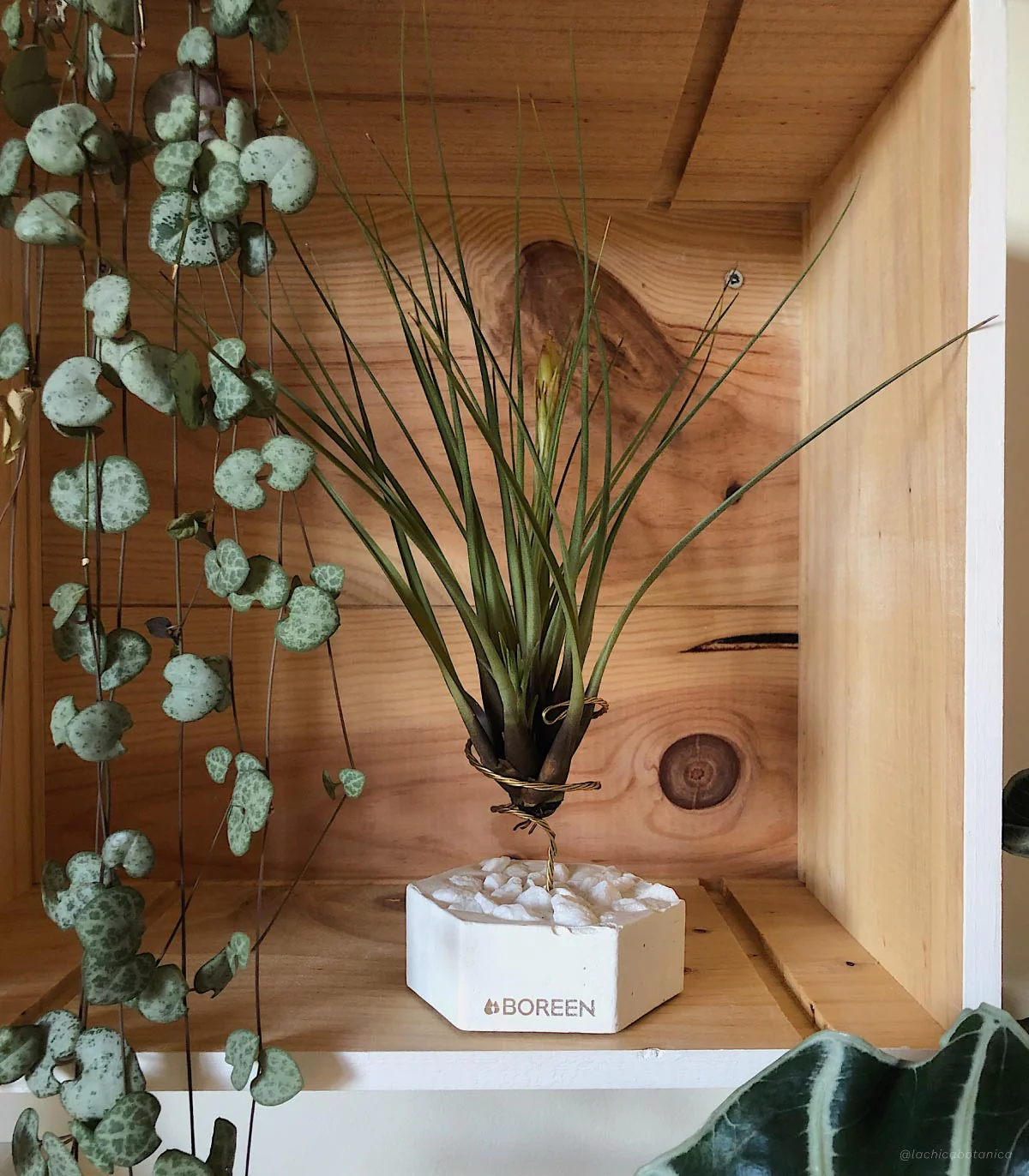 Planta De Aire Tillandsia Tricolor Con Hexágono De Cemento Y Piedras Blancas - Image 2