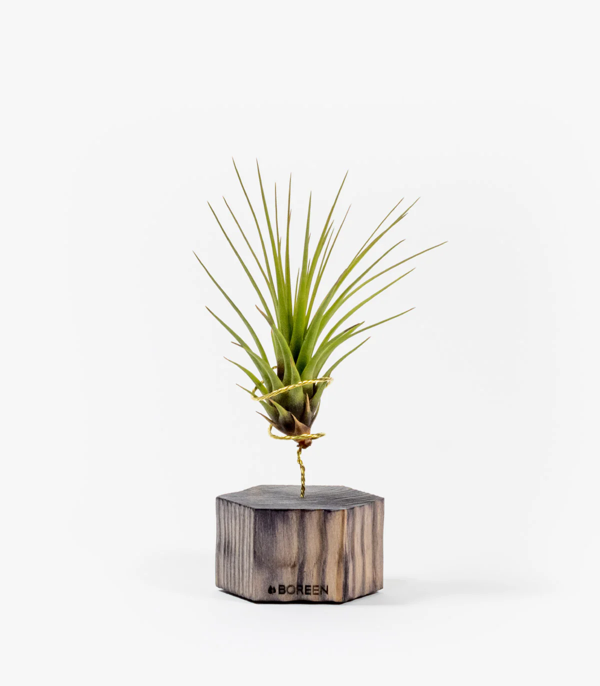 Planta De Aire Tillandsia Tricolor Con Hexágono De Madera