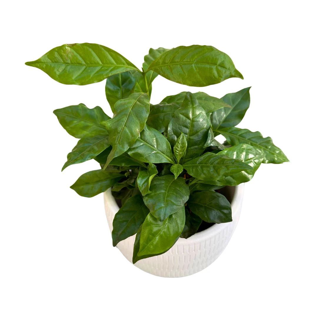 Planta Del Café Arábica En Maceta Un Trocito De Un Cafetál En Tu Hogar