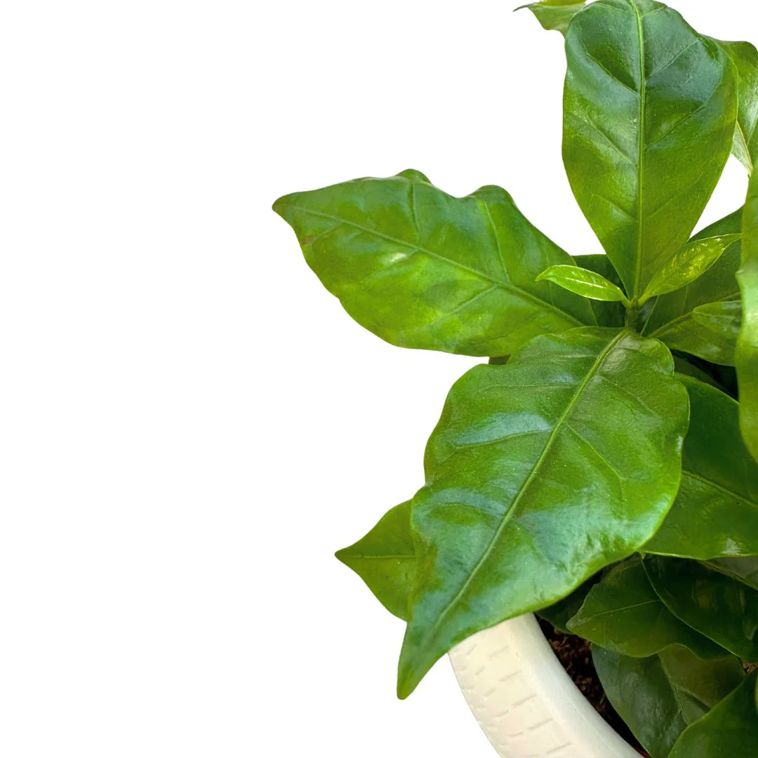 Planta Del Café Arábica En Maceta Un Trocito De Un Cafetál En Tu Hogar - Image 2