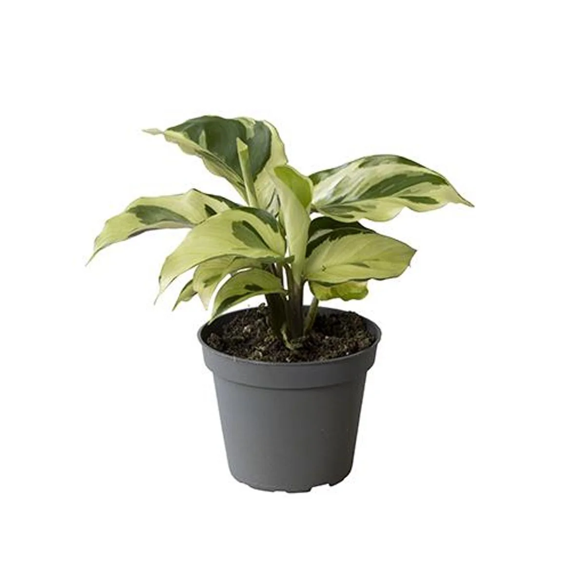 Planta Natural Calathea 'yellow Miracle' 1 Ud Ø 6 Alt. 15