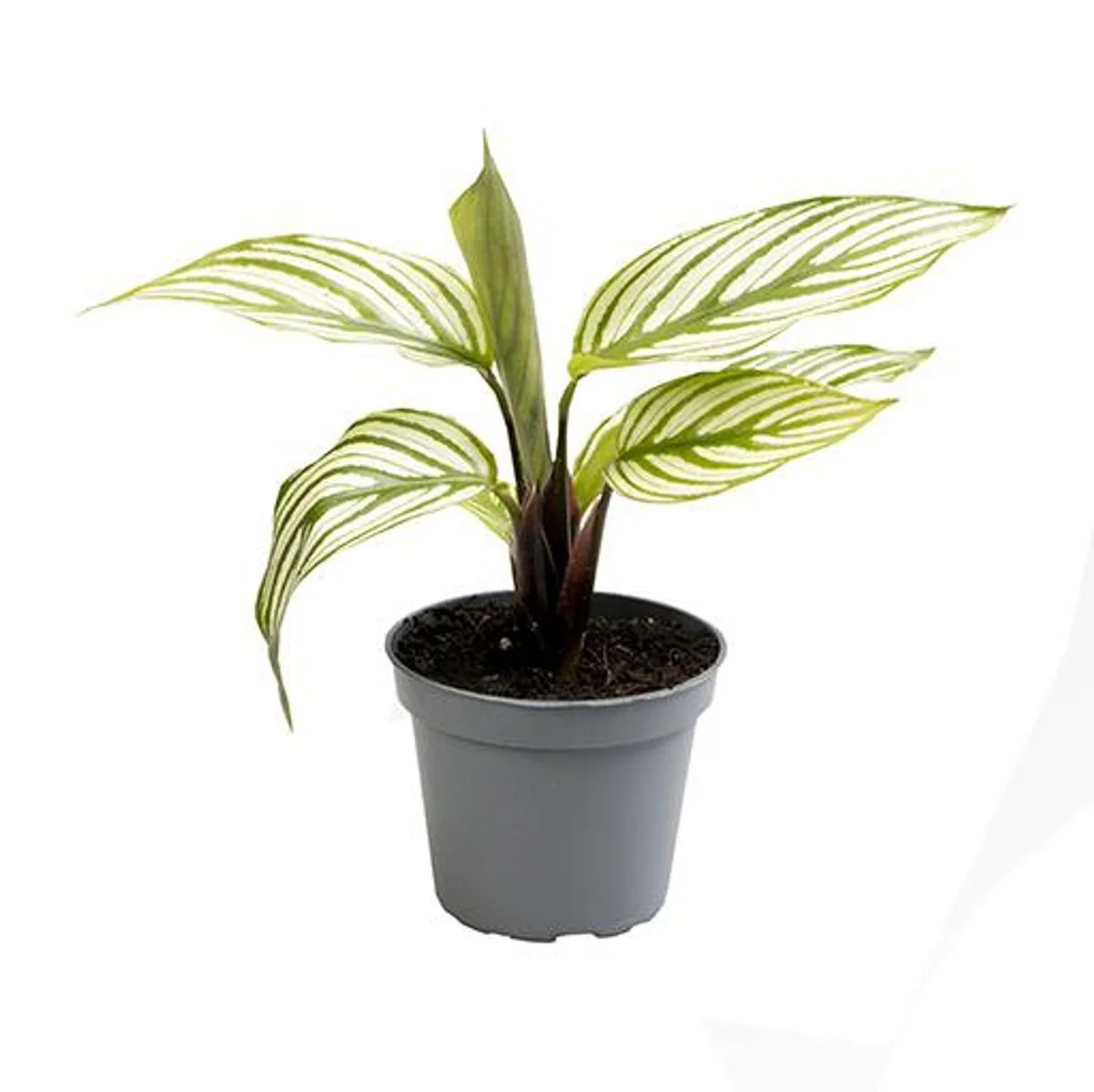 Planta Natural Goeppertia Elliptica 'vittata' 1 Ud Ø 6 Alt. 10