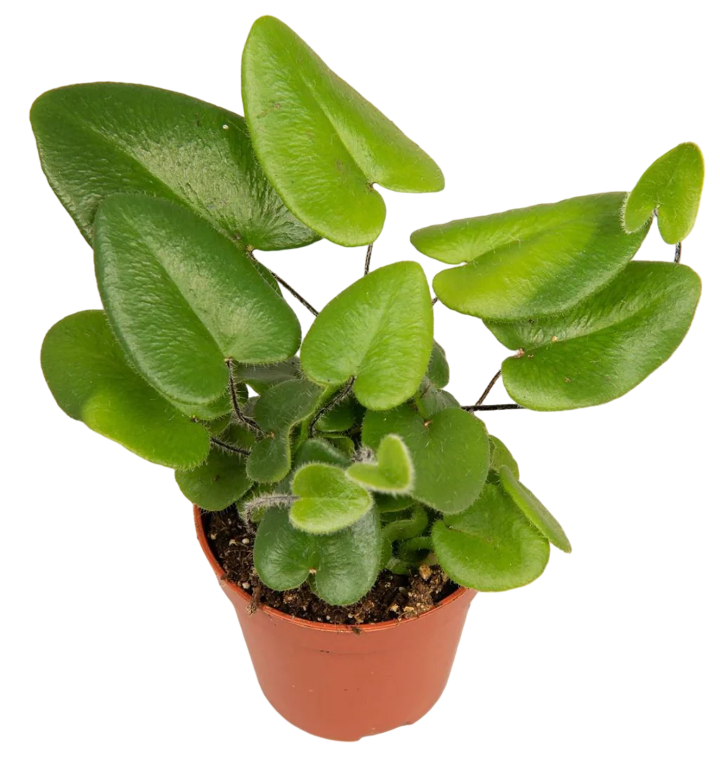 Planta Natural Hemionitis Arifolia 1 Ud Ø 5.5 Alt. 10