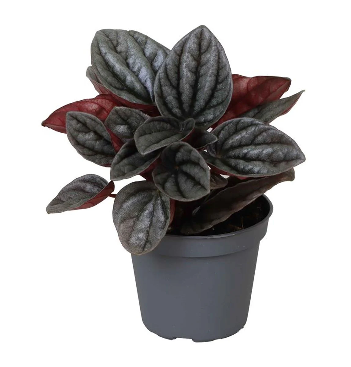 Planta Natural Peperomia Caperata 'caracas' 1 Ud Ø 6 Alt. 12