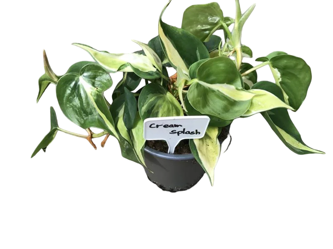 Planta Natural Philodendron 'cream Splash' 1 Ud Ø 12 Alt. 20