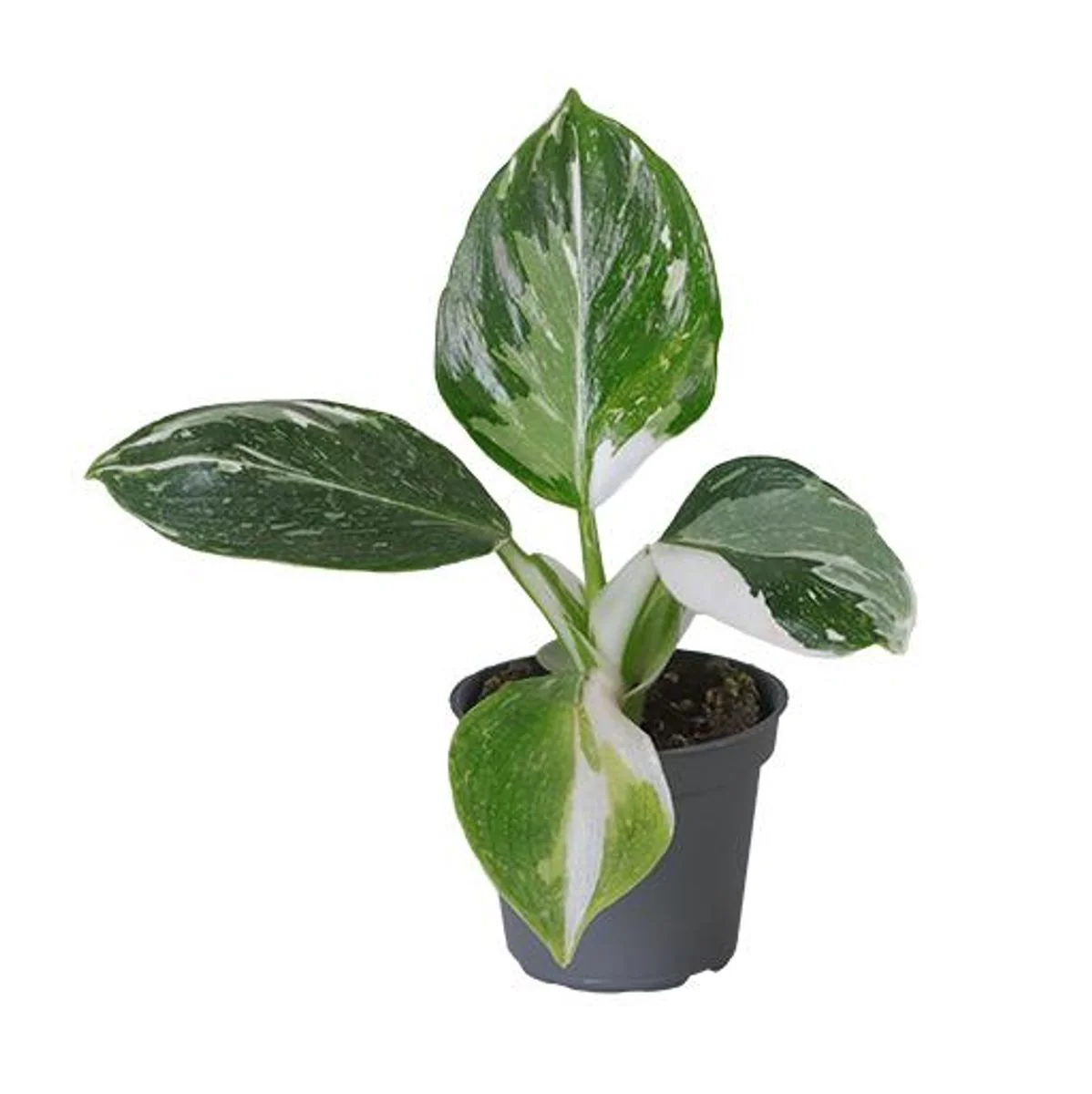 Planta Natural Philodendron 'white Wizard' 1 Ud Ø 6 Alt. 10