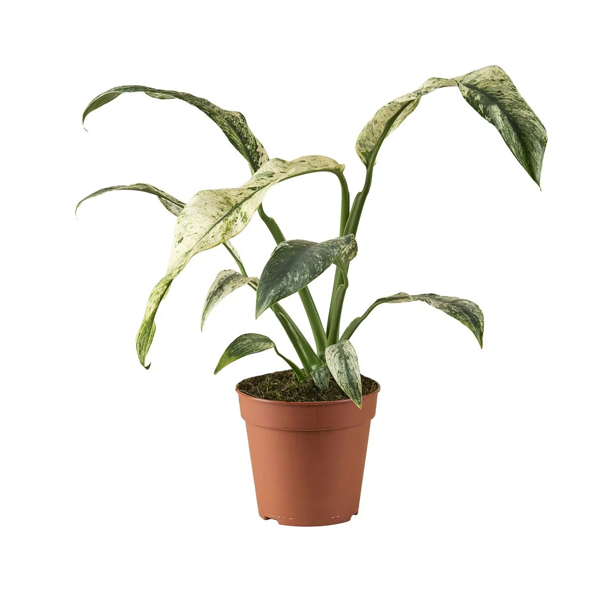 Planta Natural Rhaphidophora Puberula 'variegata' 1 Ud Ø 6 Alt. 10