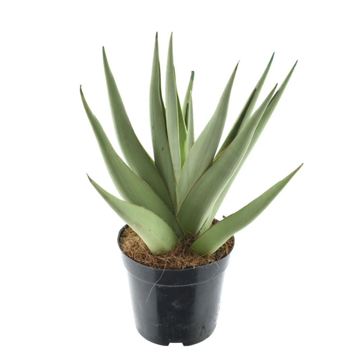 Planta Natural Sansevieria 'silver Syreni' 1 Ud Ø 8.5 Alt. 20