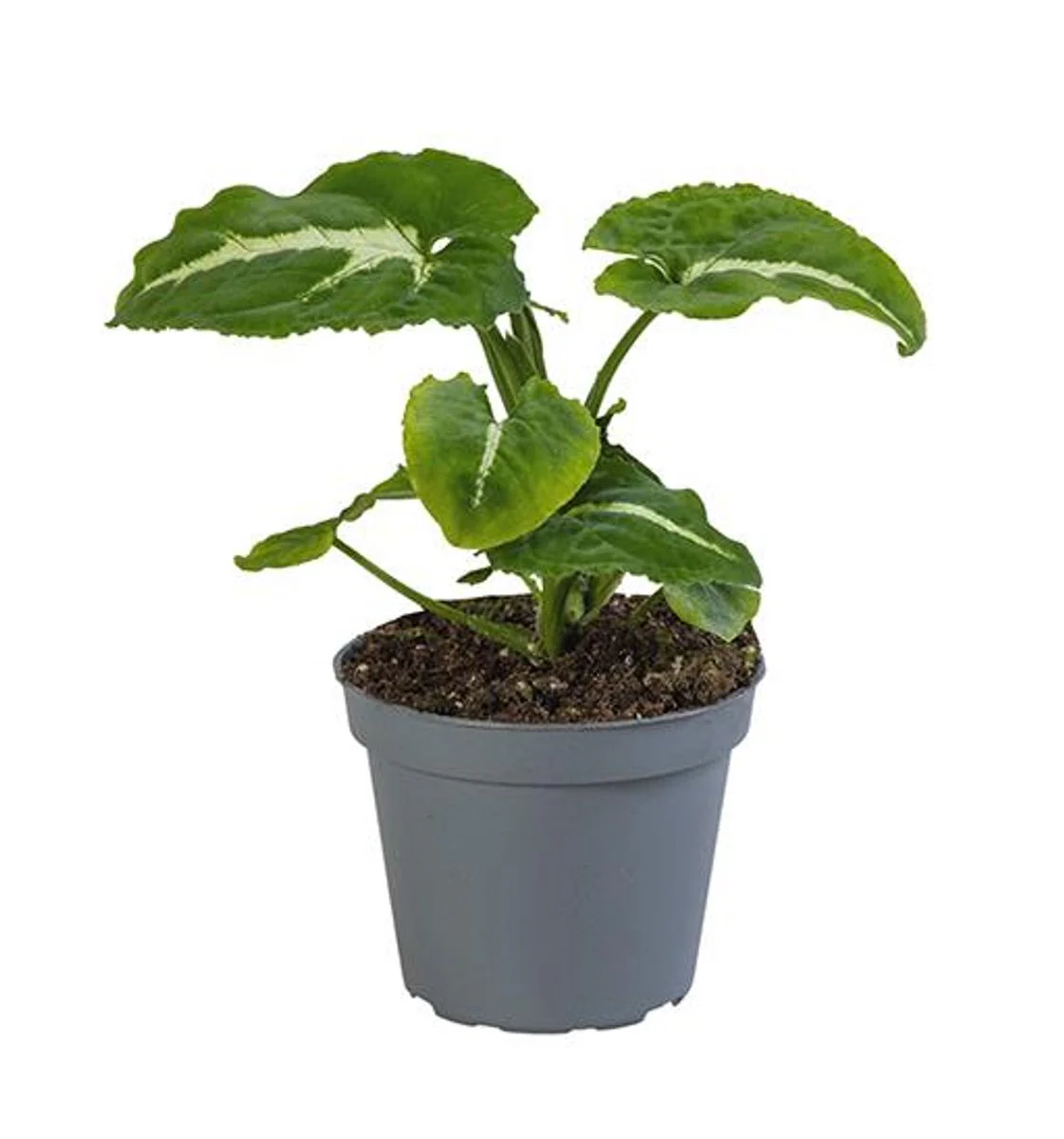 Planta Natural Syngonium Wendlandii 1 Ud Ø 6 Alt. 15