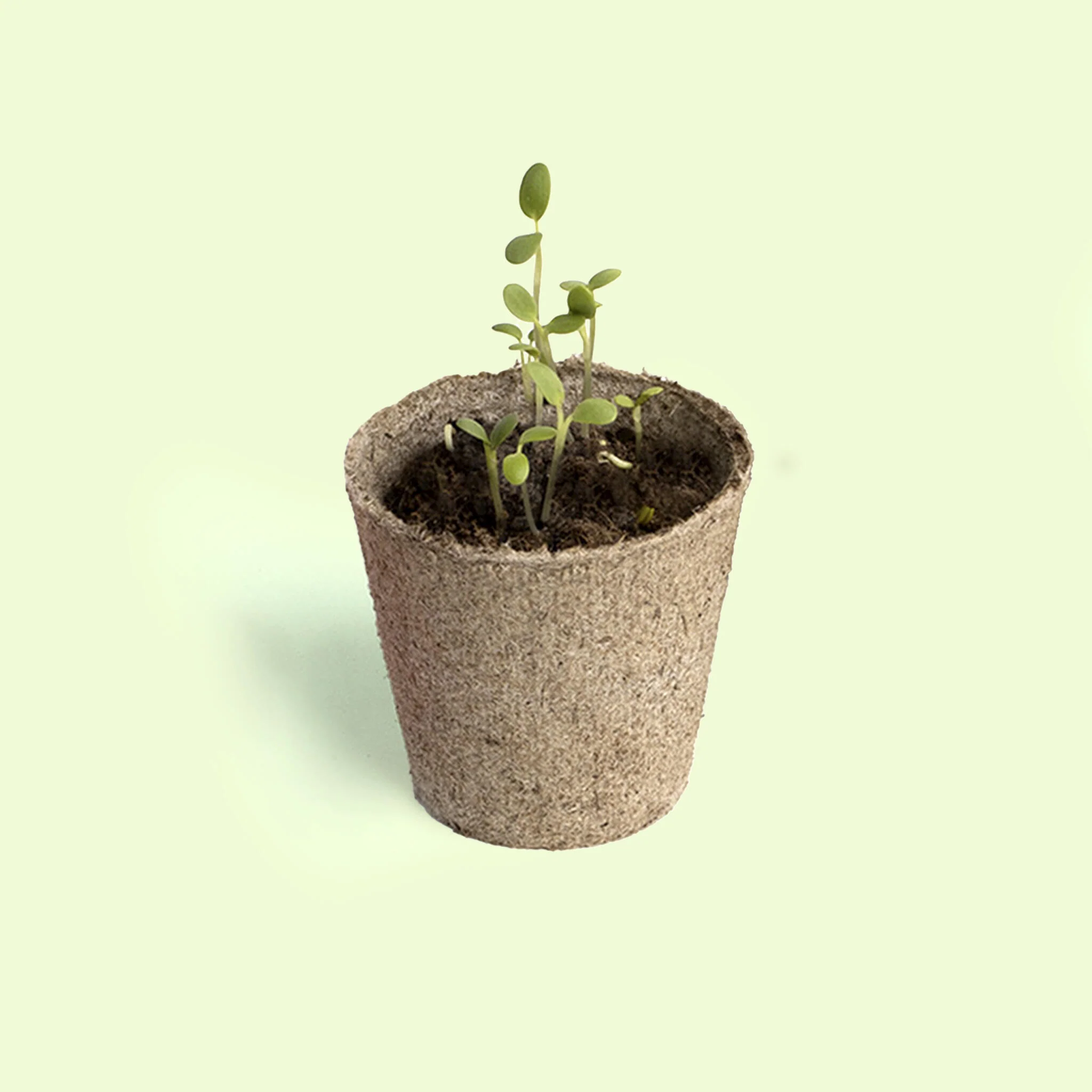 Planta Y Descubre | Kit Germinación Para Niños | Aprende Cómo Crece Una Semilla Paso A Paso (stem) - Image 3