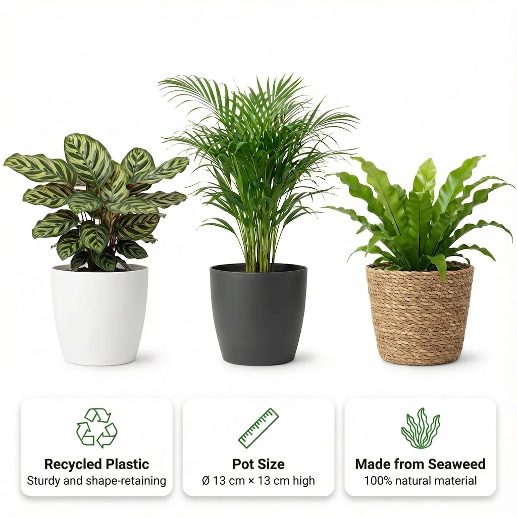Plantas De Interior Purificadoras De Aire - 6 Unidades - Ø12 Cm - 30-40 Cm - Image 3