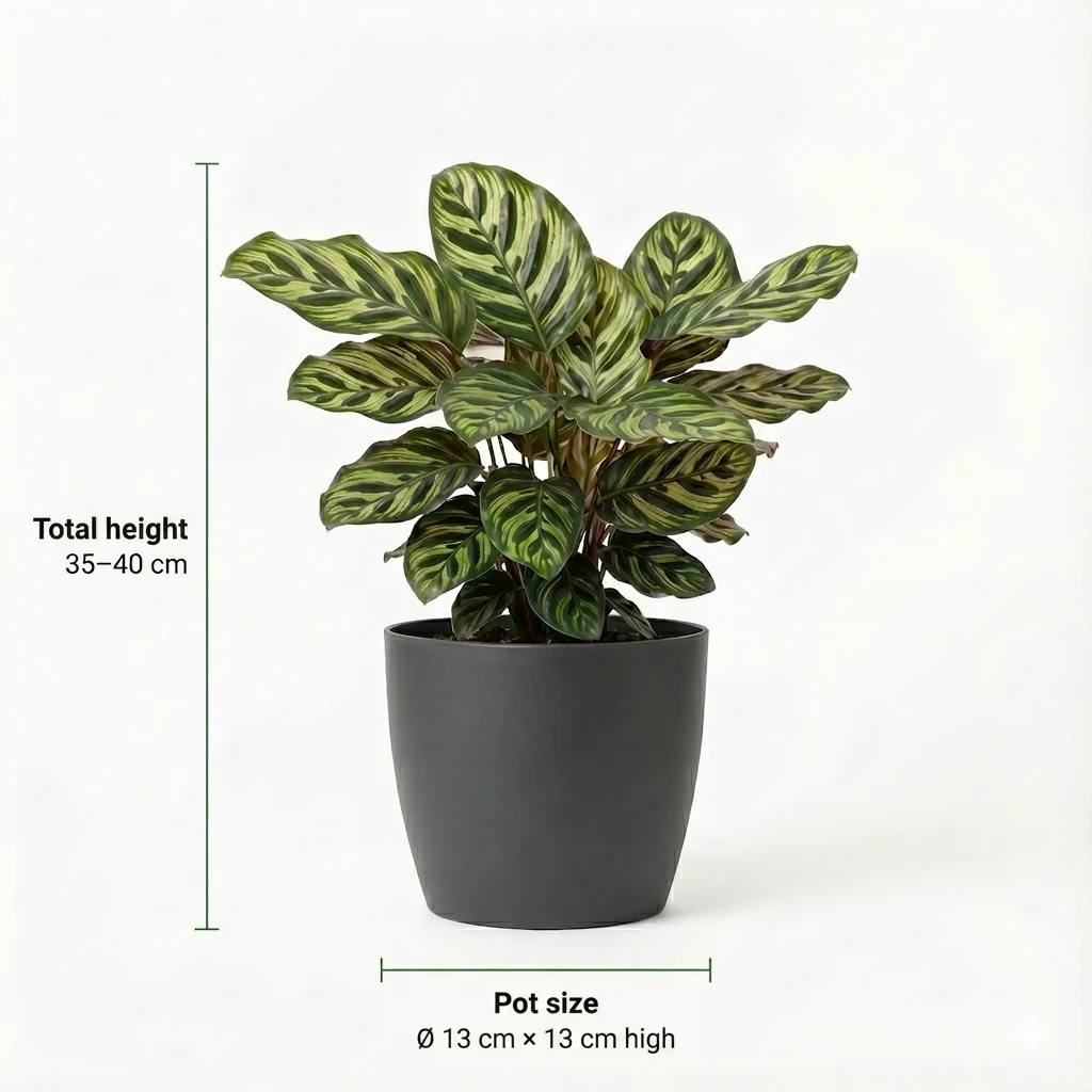 Plantas De Interior Purificadoras De Aire - 6 Unidades - Ø12 Cm - 30-40 Cm - Image 4