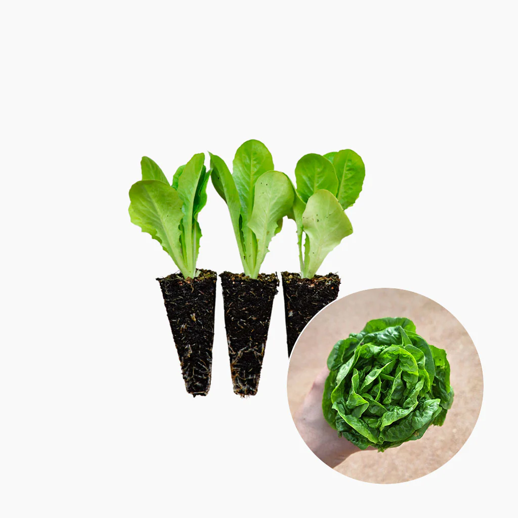 Plantón Lechuga Cogollo 3 Unidades - PlantaBo