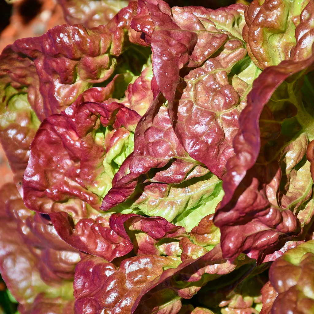 Plantón Lechuga Cuatro Estaciones 10 Unidades - PlantaBo - Image 2