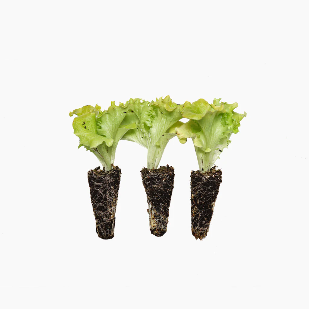 Plantón Lechuga Lollo Bionda 10 Unidades - PlantaBo