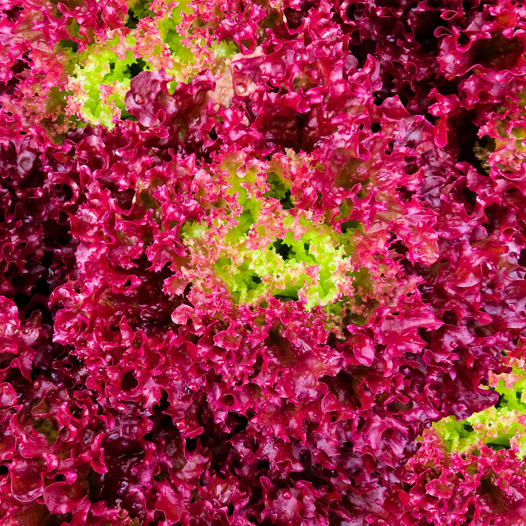 Plantón Lechuga Lollo Rosso 10 Unidades - PlantaBo - Image 2