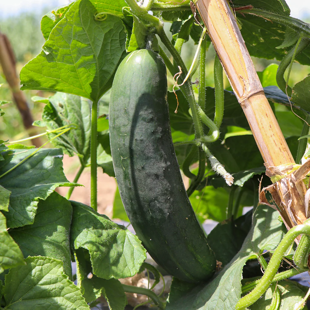 Plantón Pepino Tipo Francés 2 Unidades - Plantabo - Image 2