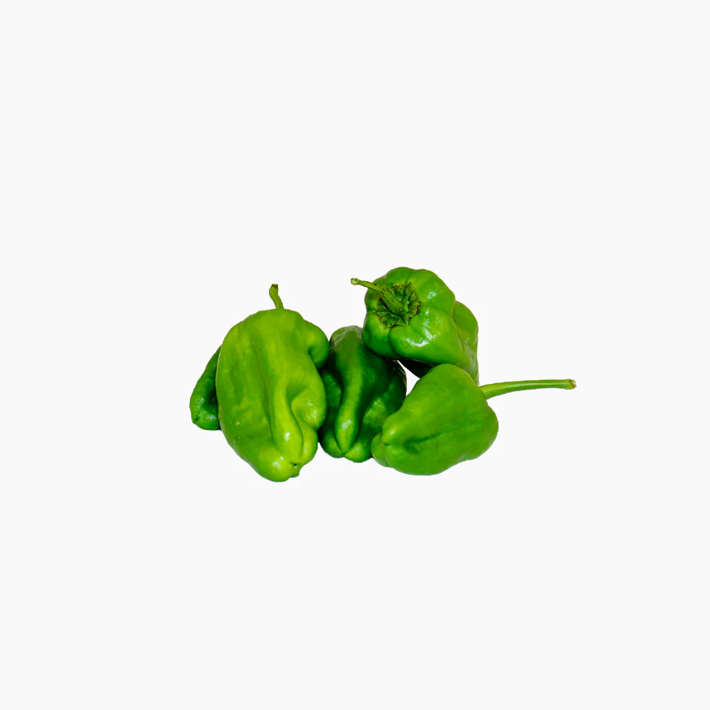 Plantón Pimiento Del Padrón Dulce 6 Unidades - Plantabo - Image 2