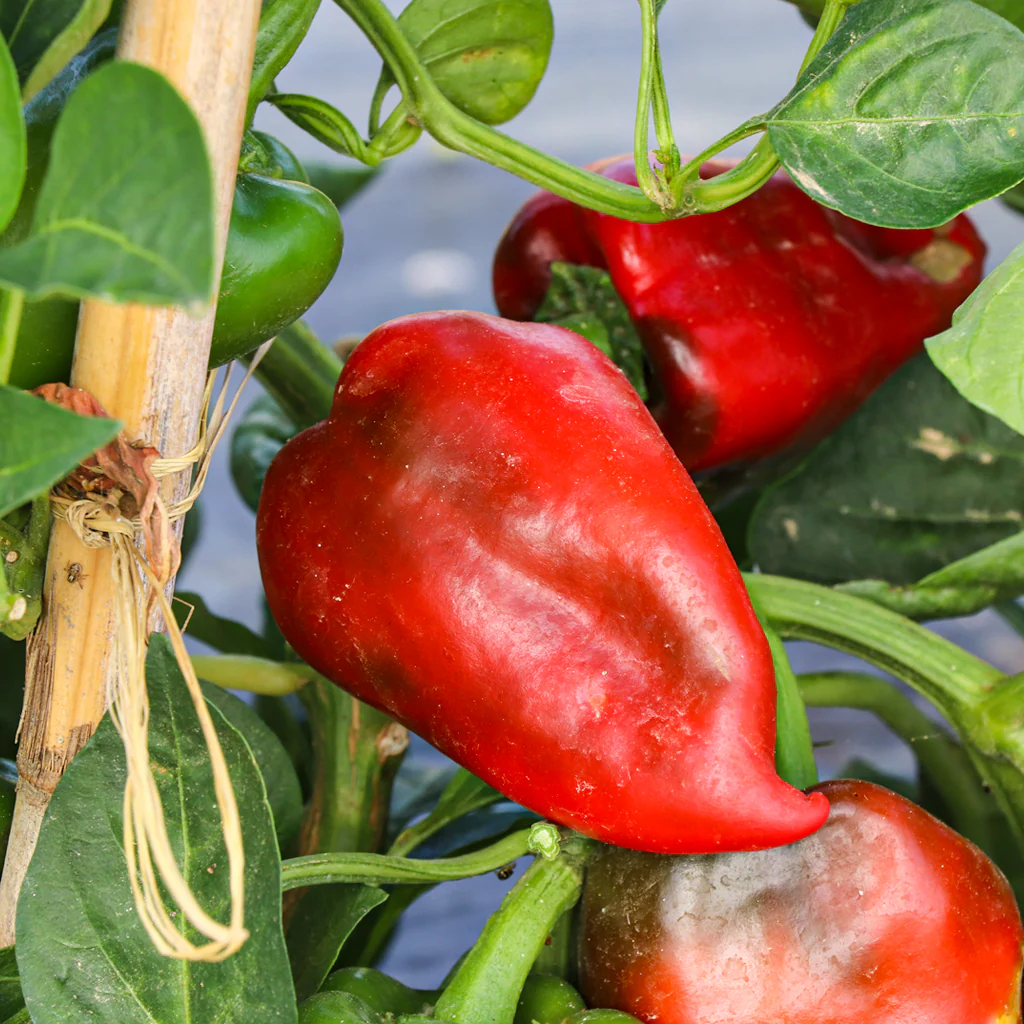 Plantón Pimiento Del Piquillo 6 Unidades - Plantabo - Image 2