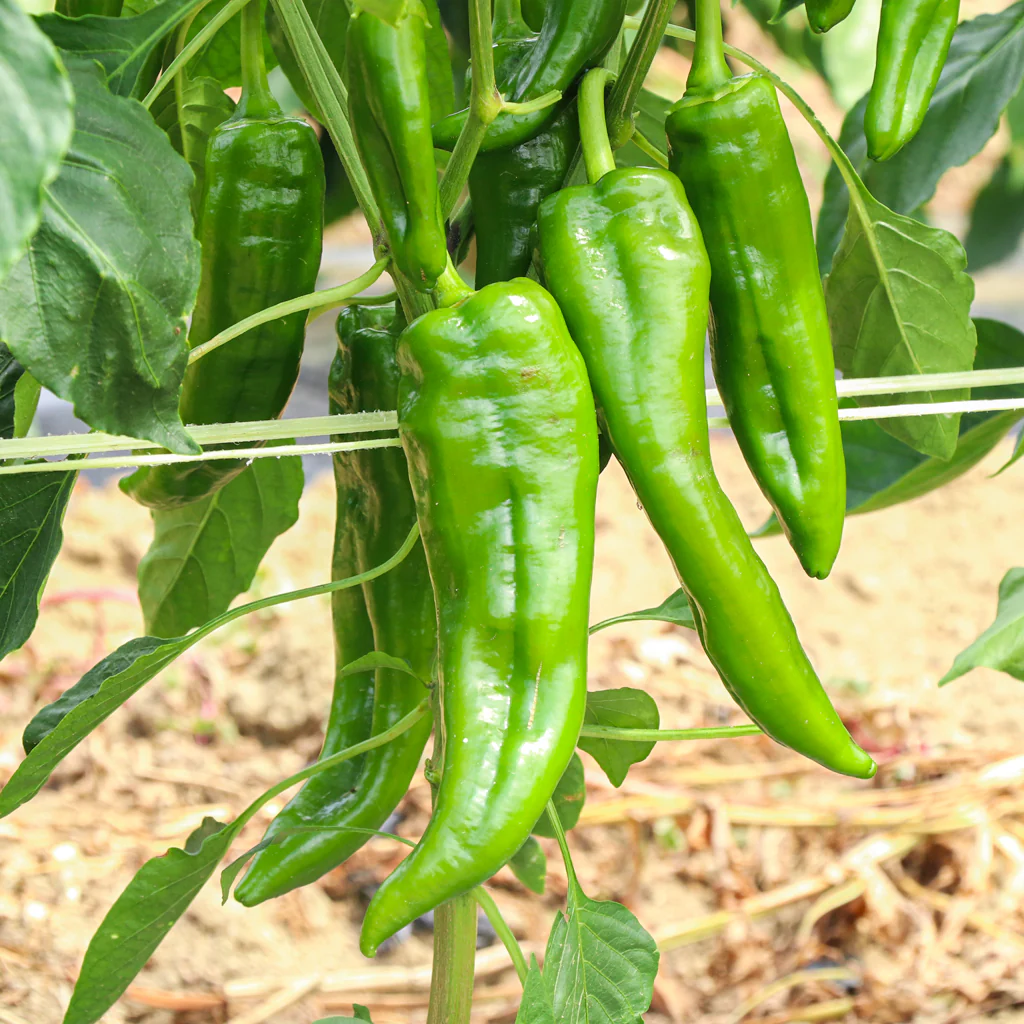 Plantón Pimiento Verde 2 Unidades - Plantabo - Image 3