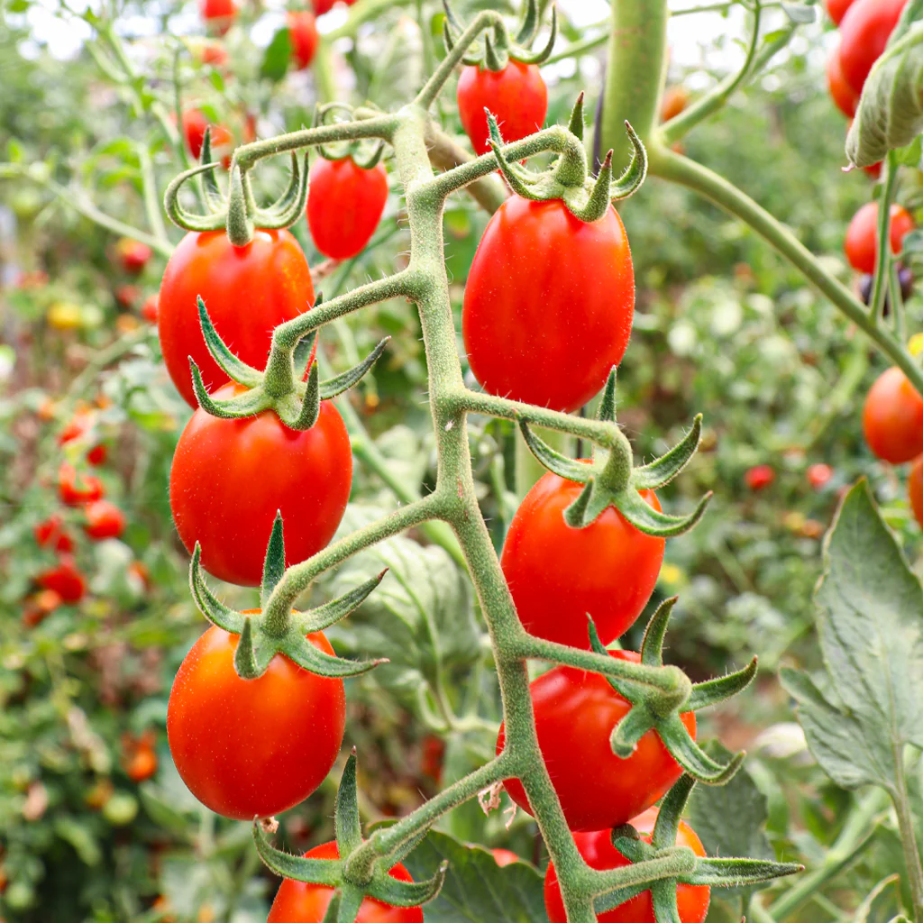 Plantón Tomate Cherry Pera Rojo 2 Unidades - Plantabo - Image 2