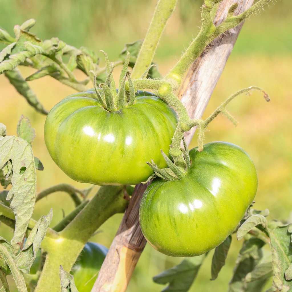 Plantón Tomate Noire De Crimée 2 Unidades - Plantabo - Image 3