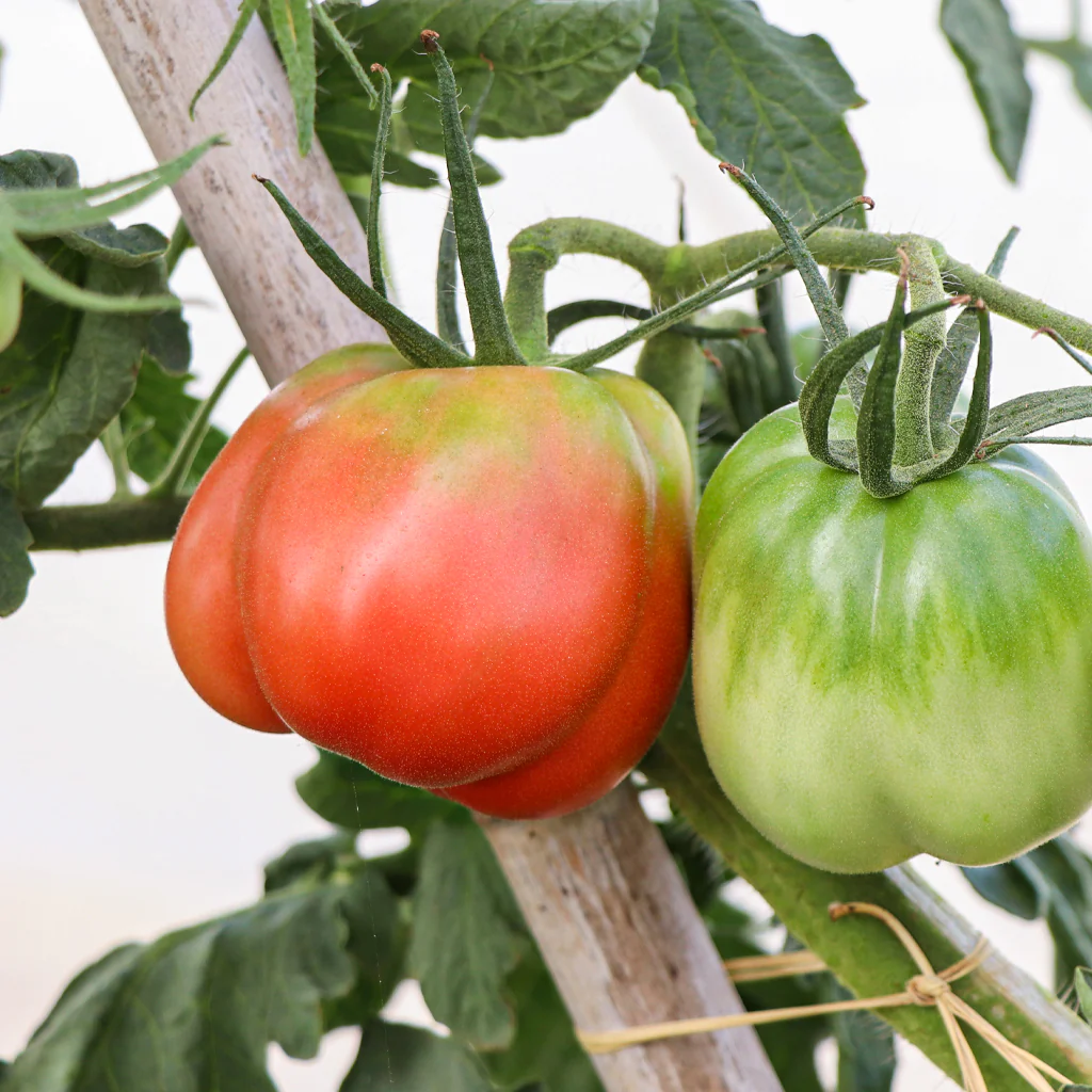 Plantón Tomate Pera Girona 6 Unidades - PlantaBo - Image 3