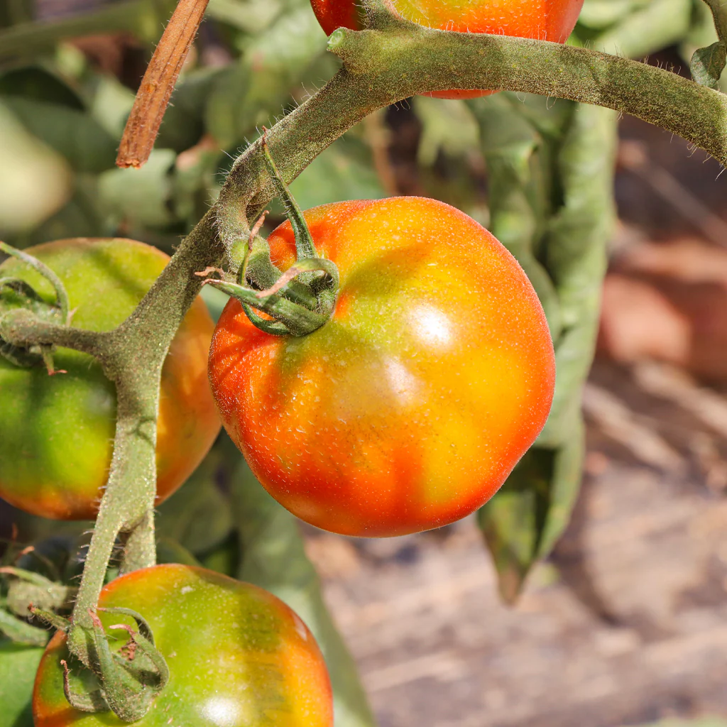 Plantón Tomate Pometa 6 Unidades - PlantaBo - Image 3