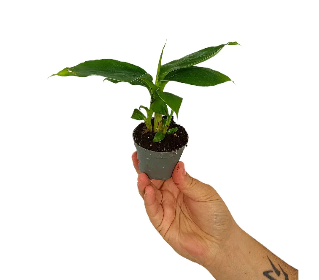 Platanera Canaria M6 (musa Cheeka) - Image 2