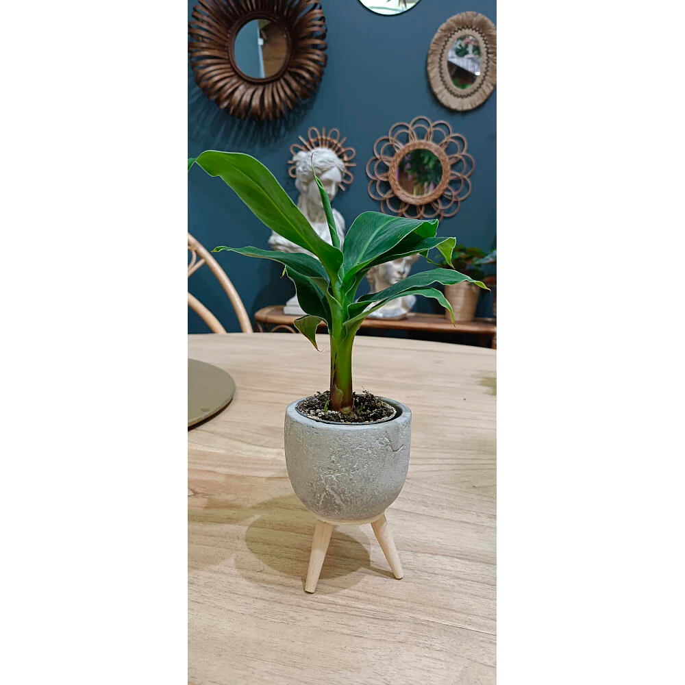 Platanera Canaria M6 (musa Cheeka) - Image 3