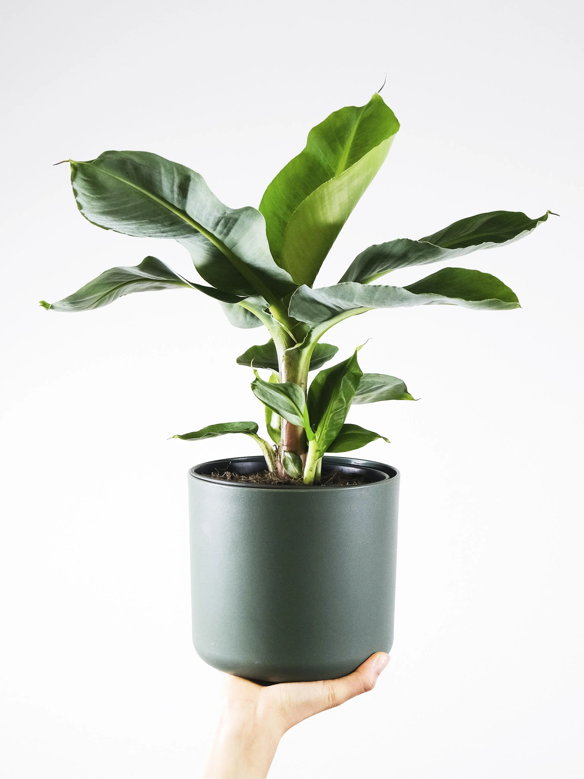 Platanera o Musa | Altura 100cm - Maceta 21cm - Image 3