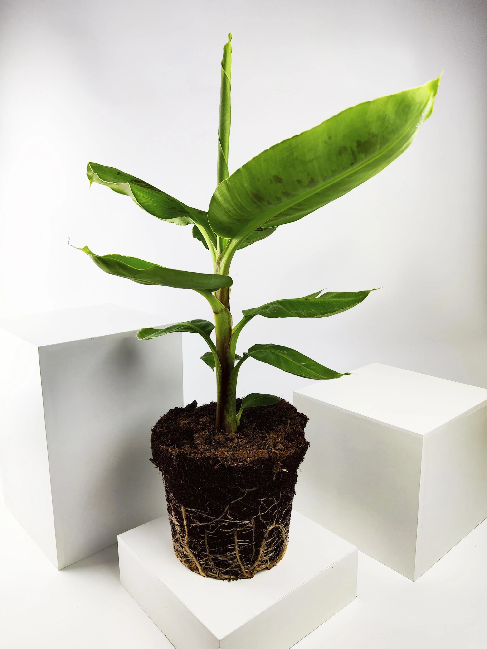 Platanera o Musa | Altura 100cm - Maceta 21cm - Image 4