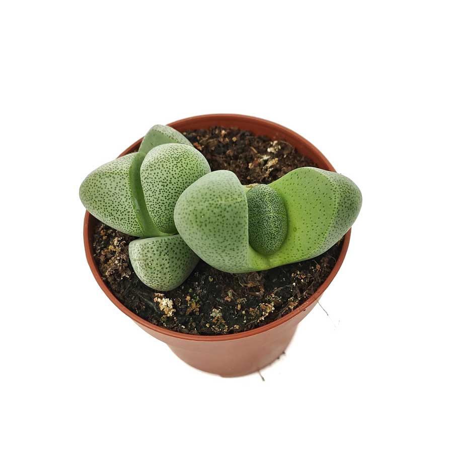 Pleiospilos Nelii Cactus Y Suculentas M8,5 Cm Ø - Image 2
