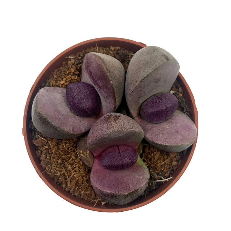 Pleiospilos Nelii Cv Royal Flush Cactus Y Suculentas M8,5 cm Ø - Image 2