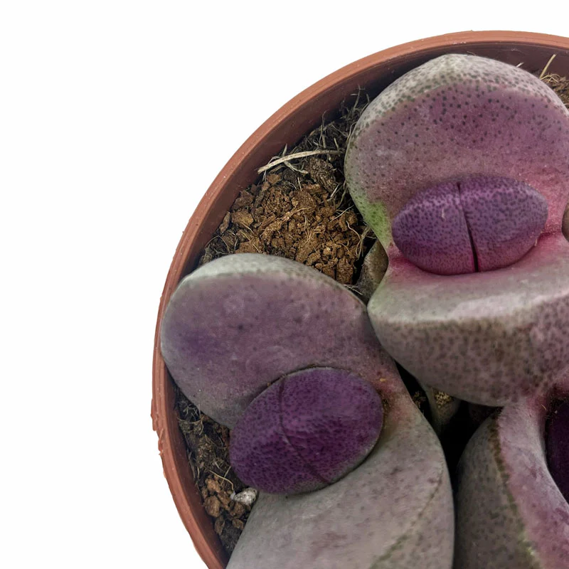 Pleiospilos Nelii Cv Royal Flush Cactus Y Suculentas M8,5 cm Ø - Image 3