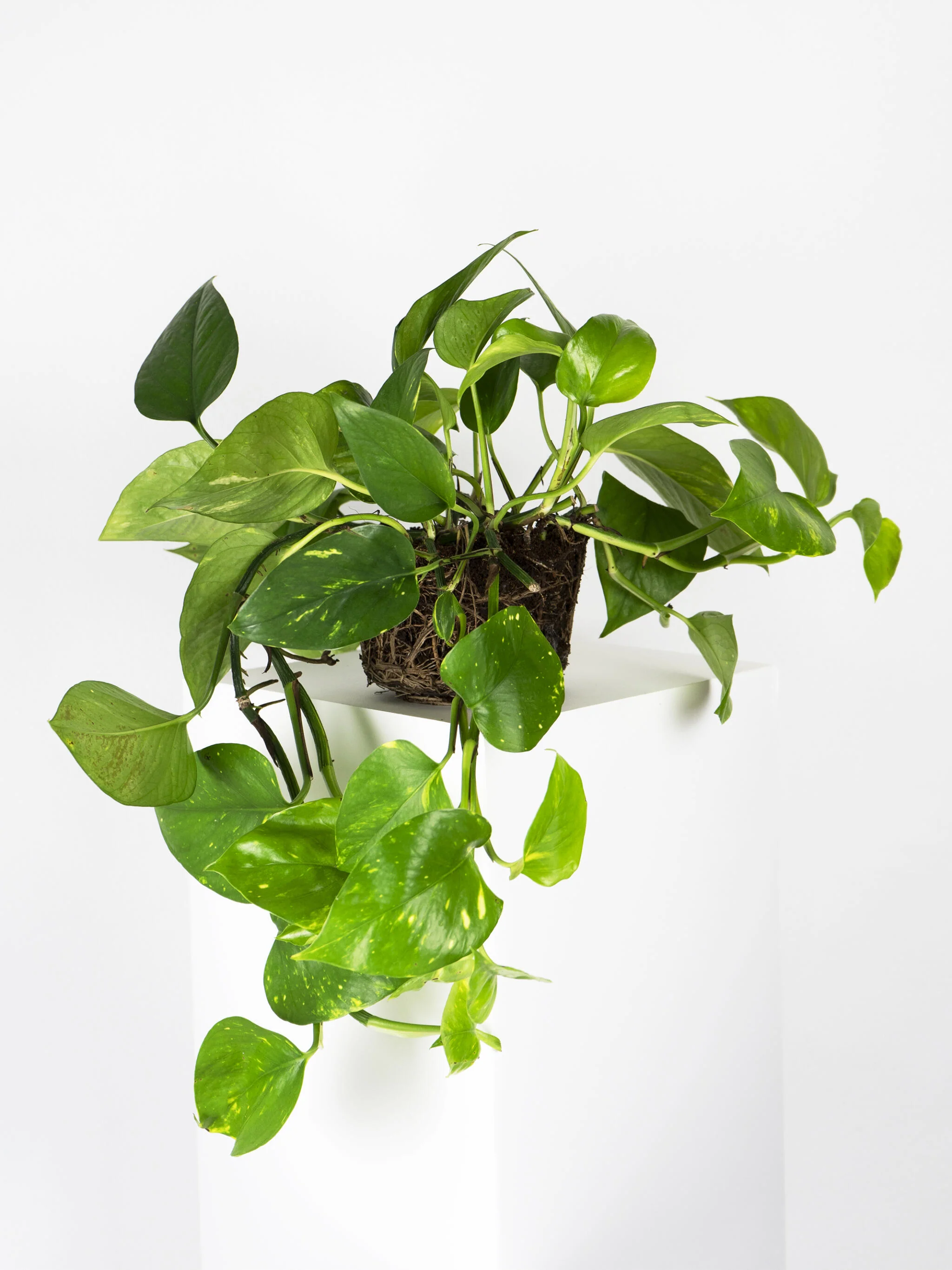 Potho Colgante | Altura 40cm - Maceta 15cm - Image 3