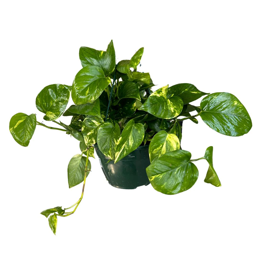 Pothos Colgante Planta De Interior Muy Resistente (epipremnum Aureum) Maceta De 23cm