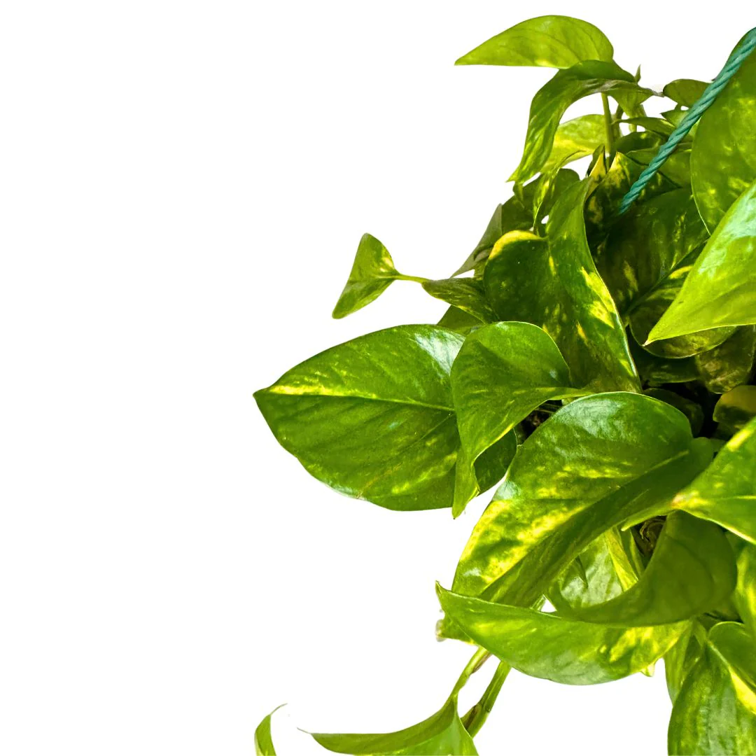 Pothos Colgante Planta De Interior Muy Resistente (epipremnum Aureum) Maceta De 23cm - Image 2