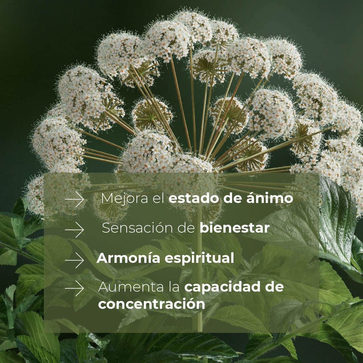 Recambio Mikado Raíz de Angélica 200 ml con Varillas | Aroma Herbal Intenso | Refill Difusor | Larga Duración - Image 3