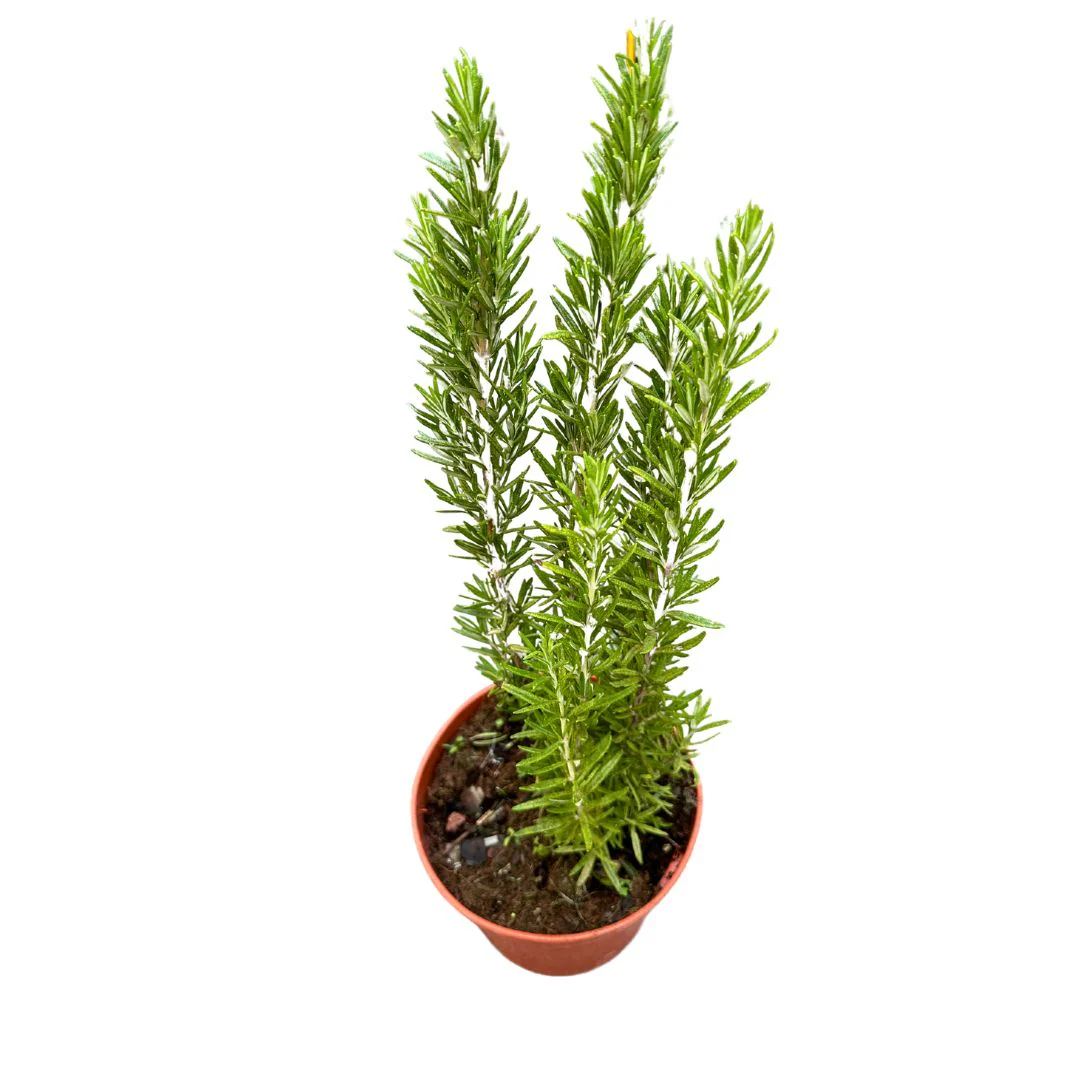 Romero Alto Planta Aromática Y Medicinal (rosmarinus Officinalis) Maceta 17cm