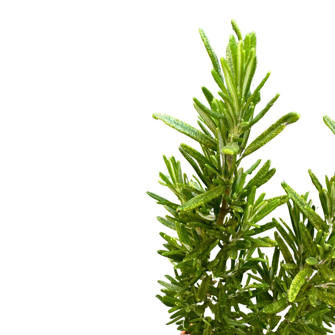 Romero Alto Planta Aromática Y Medicinal (rosmarinus Officinalis) Maceta 17cm - Image 2