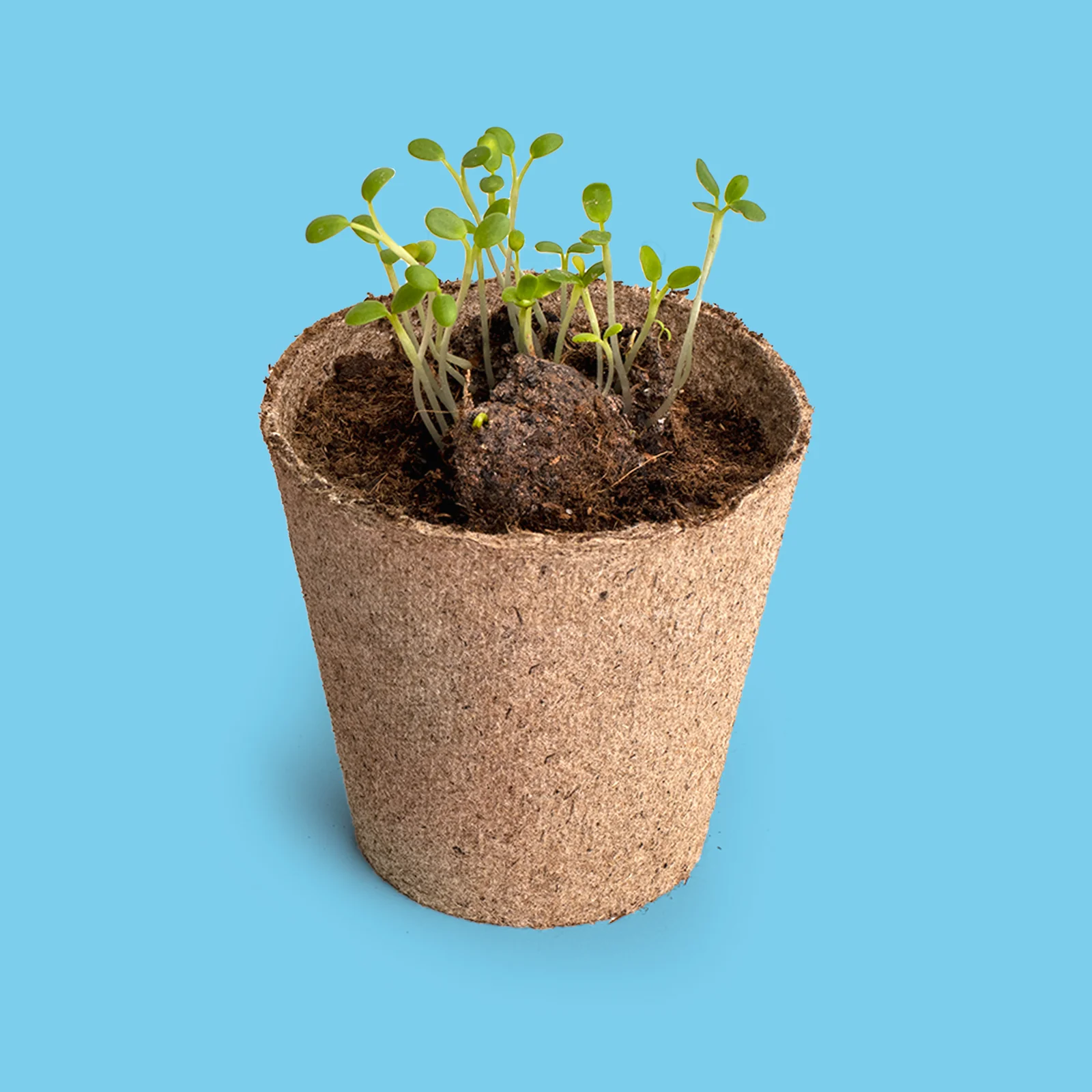Salvemos A Las Abejas | Kit Cultivo Flores Melíferas Con Bomba De Semillas Para Polinizadores | Regalo Educativo - Image 3