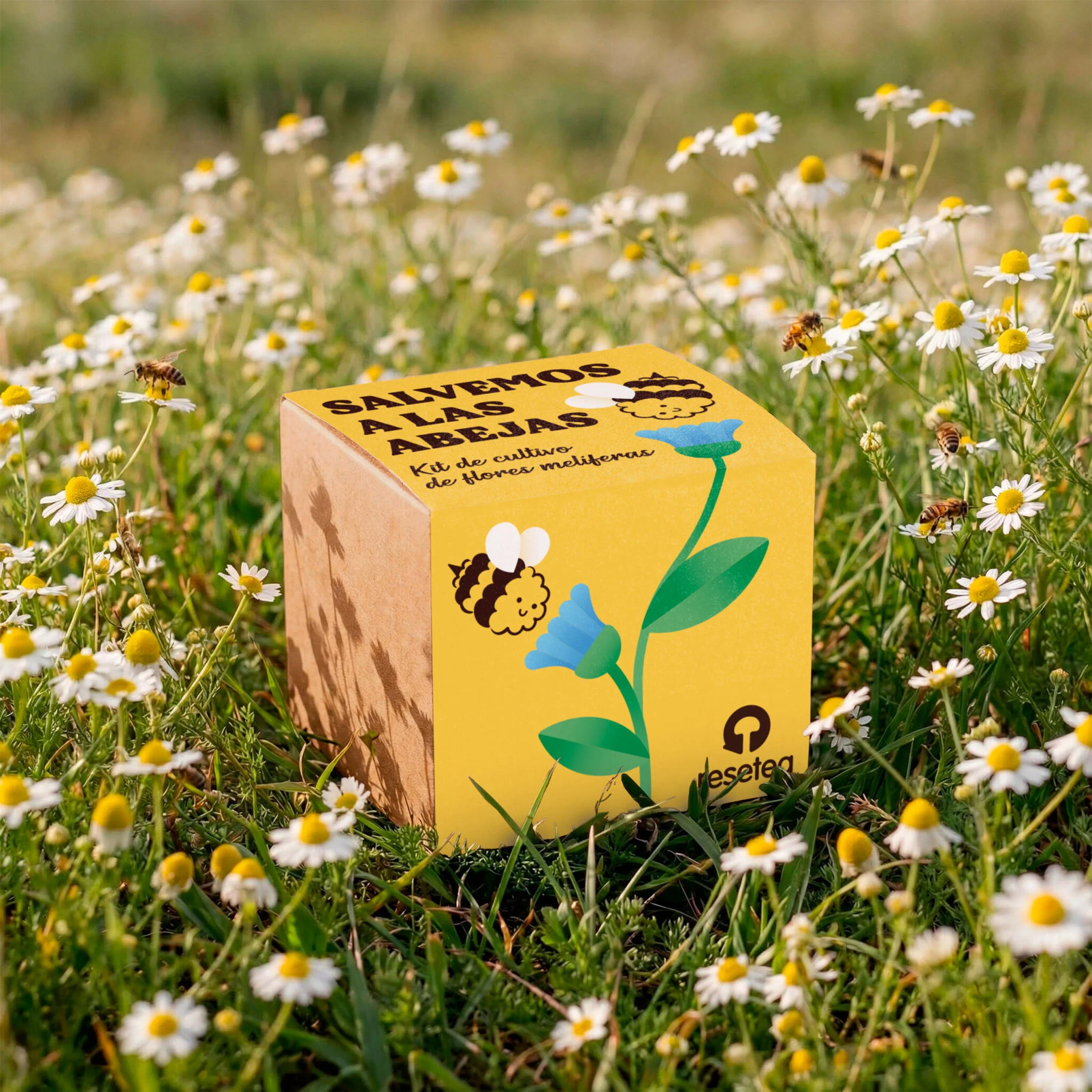 Salvemos A Las Abejas | Kit Cultivo Flores Melíferas Con Bomba De Semillas Para Polinizadores | Regalo Educativo - Image 5