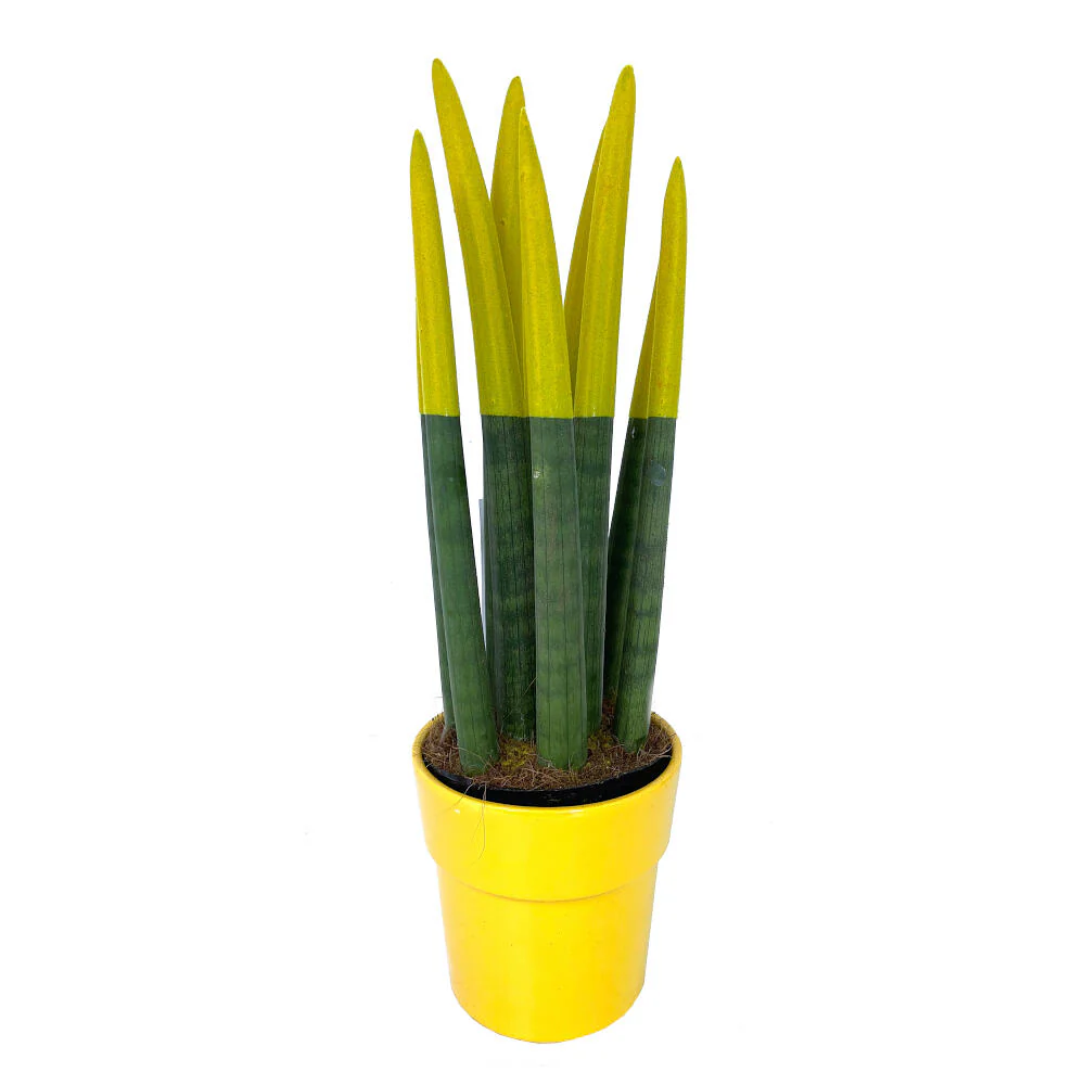 Sansevieria Cilindrica Pintada M12 30cm - Image 3