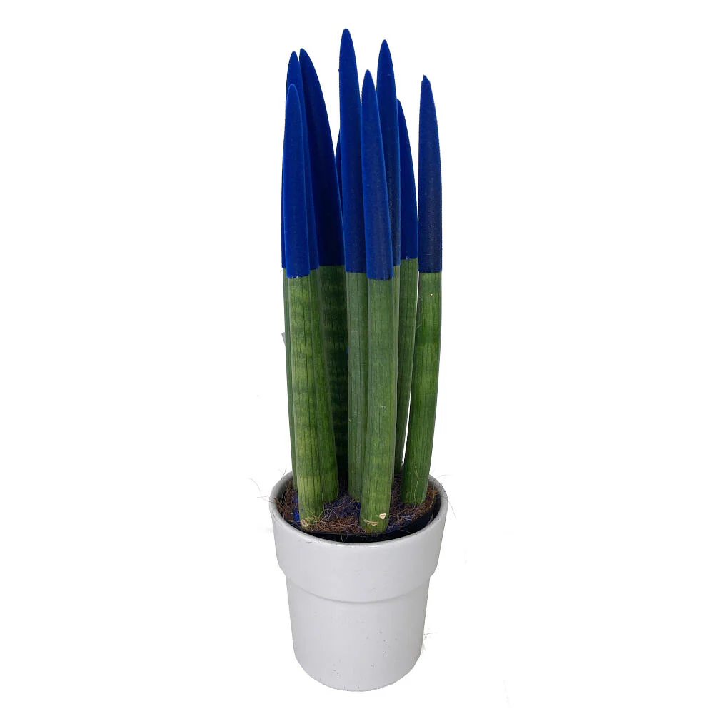 Sansevieria Cilindrica Pintada M12 30cm - Image 4