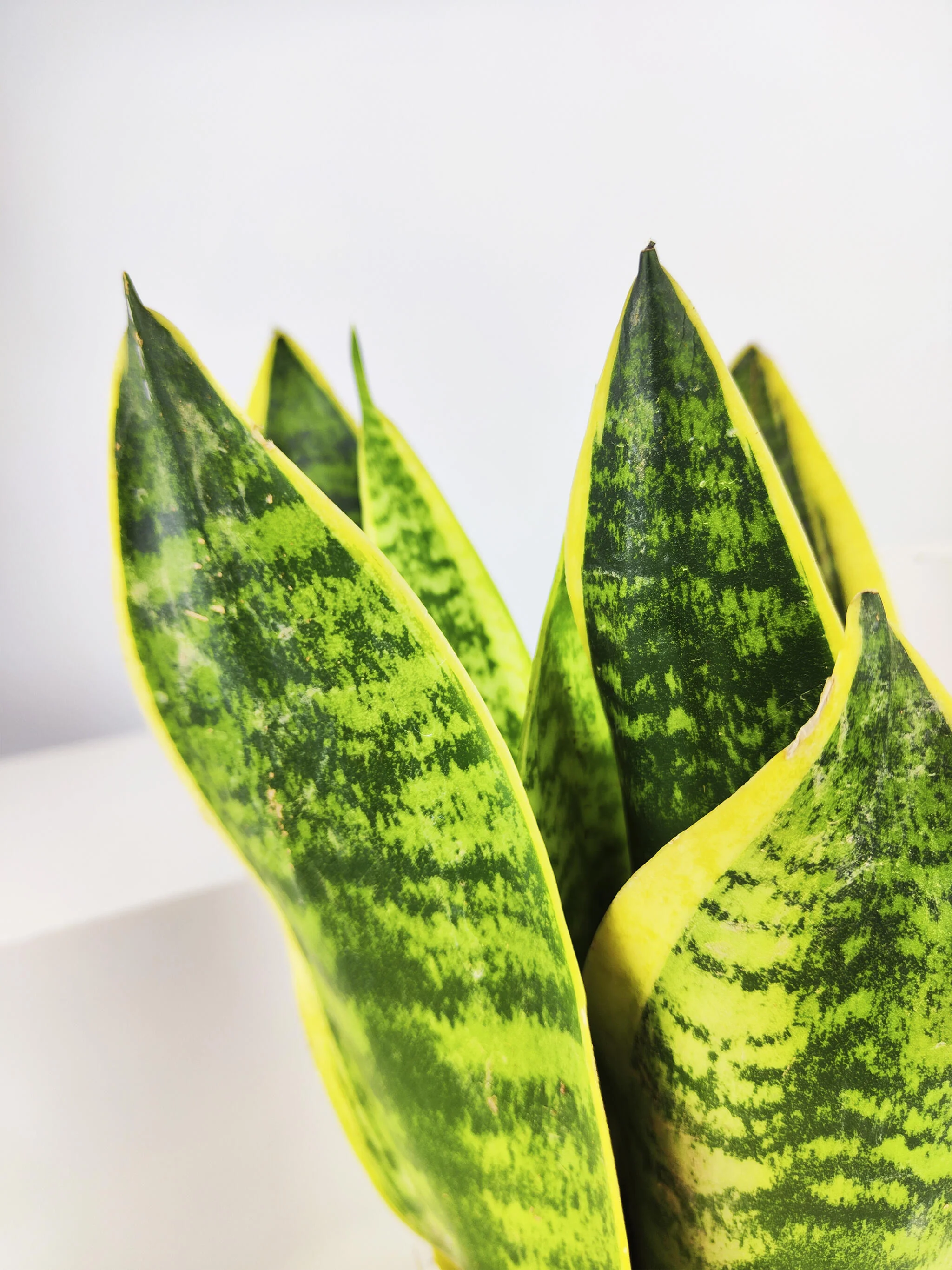 Sansevieria Futura Superba - Image 2