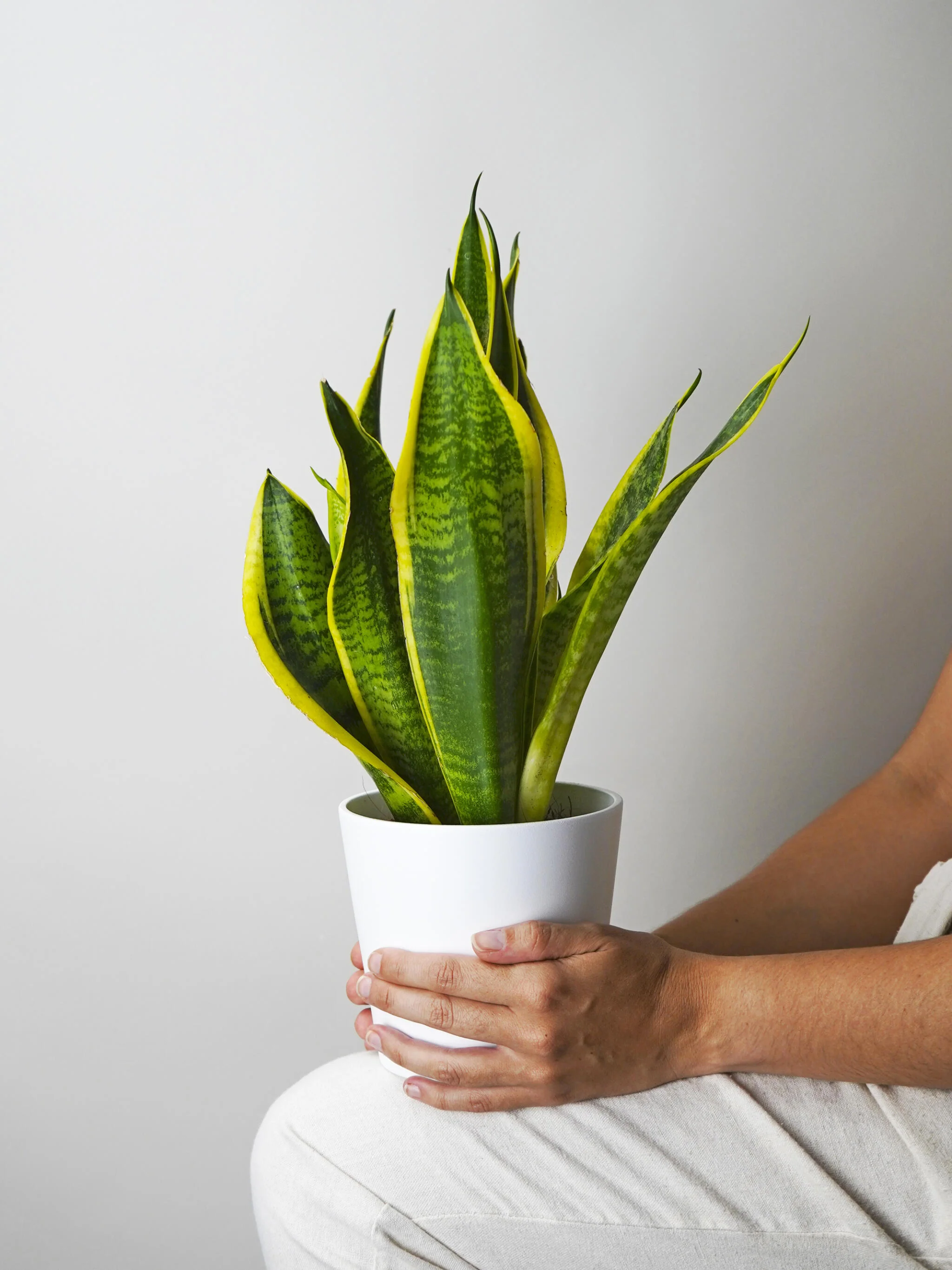 Sansevieria Futura Superba - Image 3