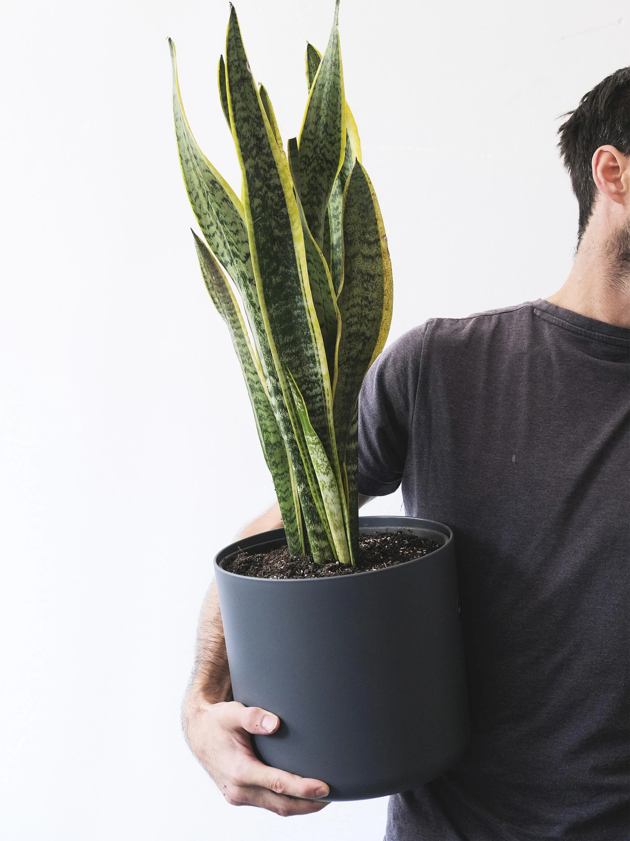 Sansevieria Laurentii | Altura 75cm - Maceta 21cm - Image 2